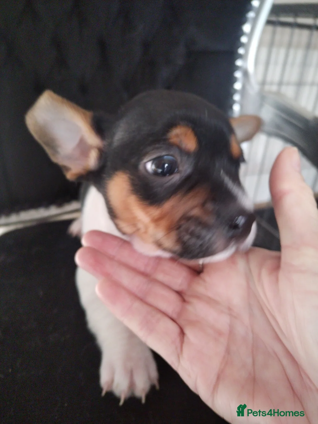 Mixed Breed dogs for sale: Jack Russel / Frenchie puppies  - Advert 4