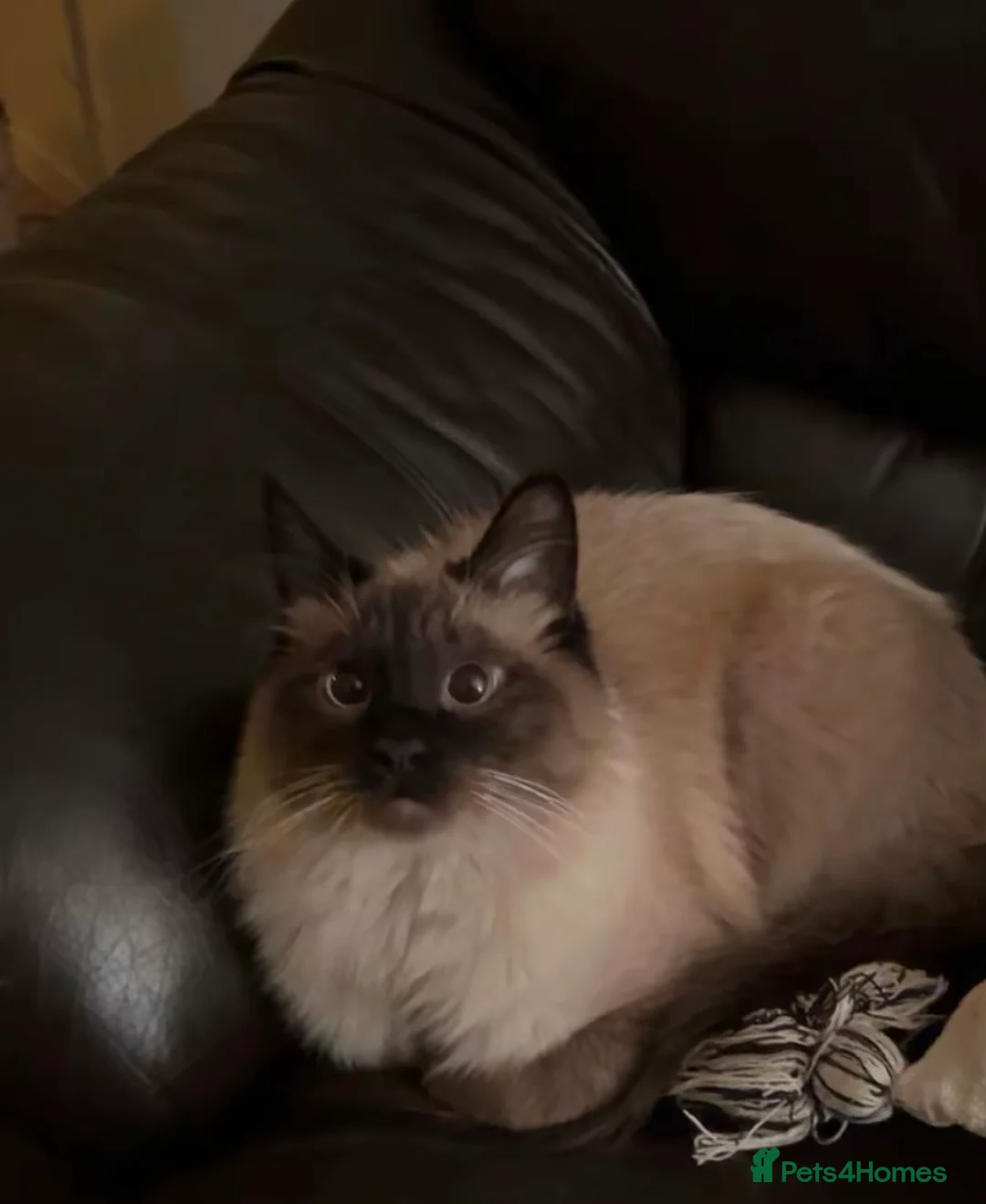 Siamese cats for sale: Fluffy flame point Siamese kitten - Advert 2