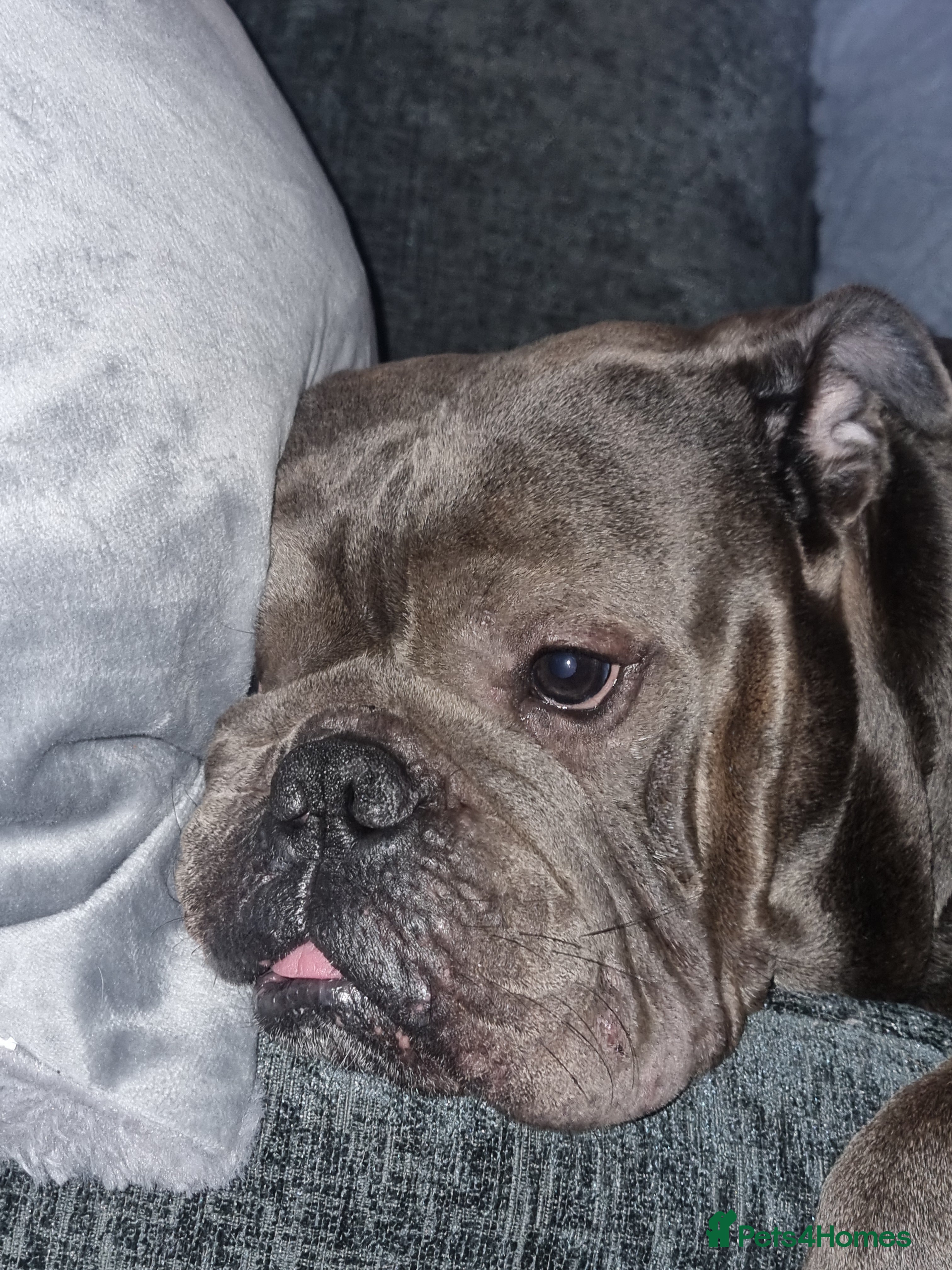 Olde English Bulldogge dogs Dog&#x27;s name D.j  - Advert 14