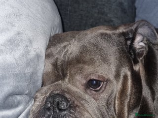 Olde English Bulldogge dogs - Advert 1