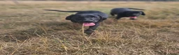 Labrador Retriever dogs for sale: **1 Black Dog Left** All Vaccines Complete - Advert 1