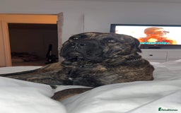 Presa Canario dogs for sale: Presa canario male  - Image 4