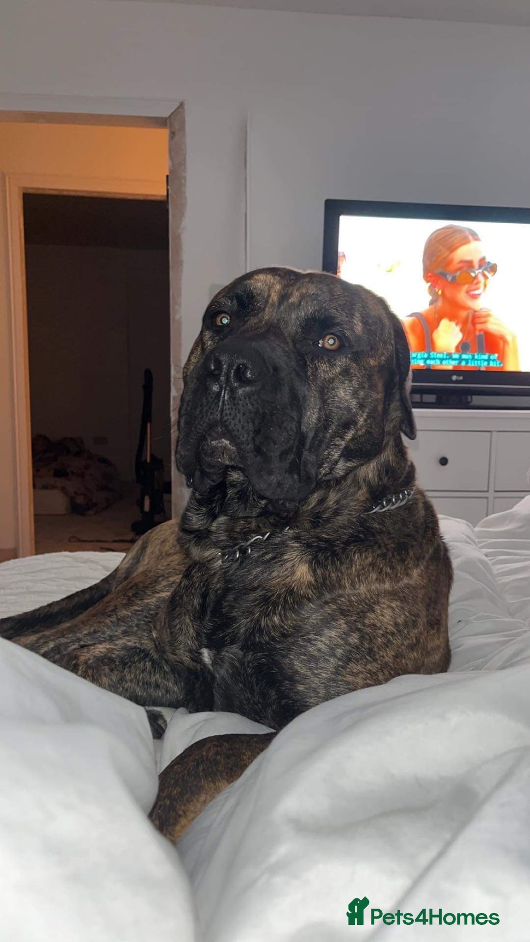 Presa Canario dogs for sale: Presa canario male  - Image 4