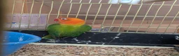Lovebirds birds for sale: Baby Love Birds🦜 in Flint - Advert 14