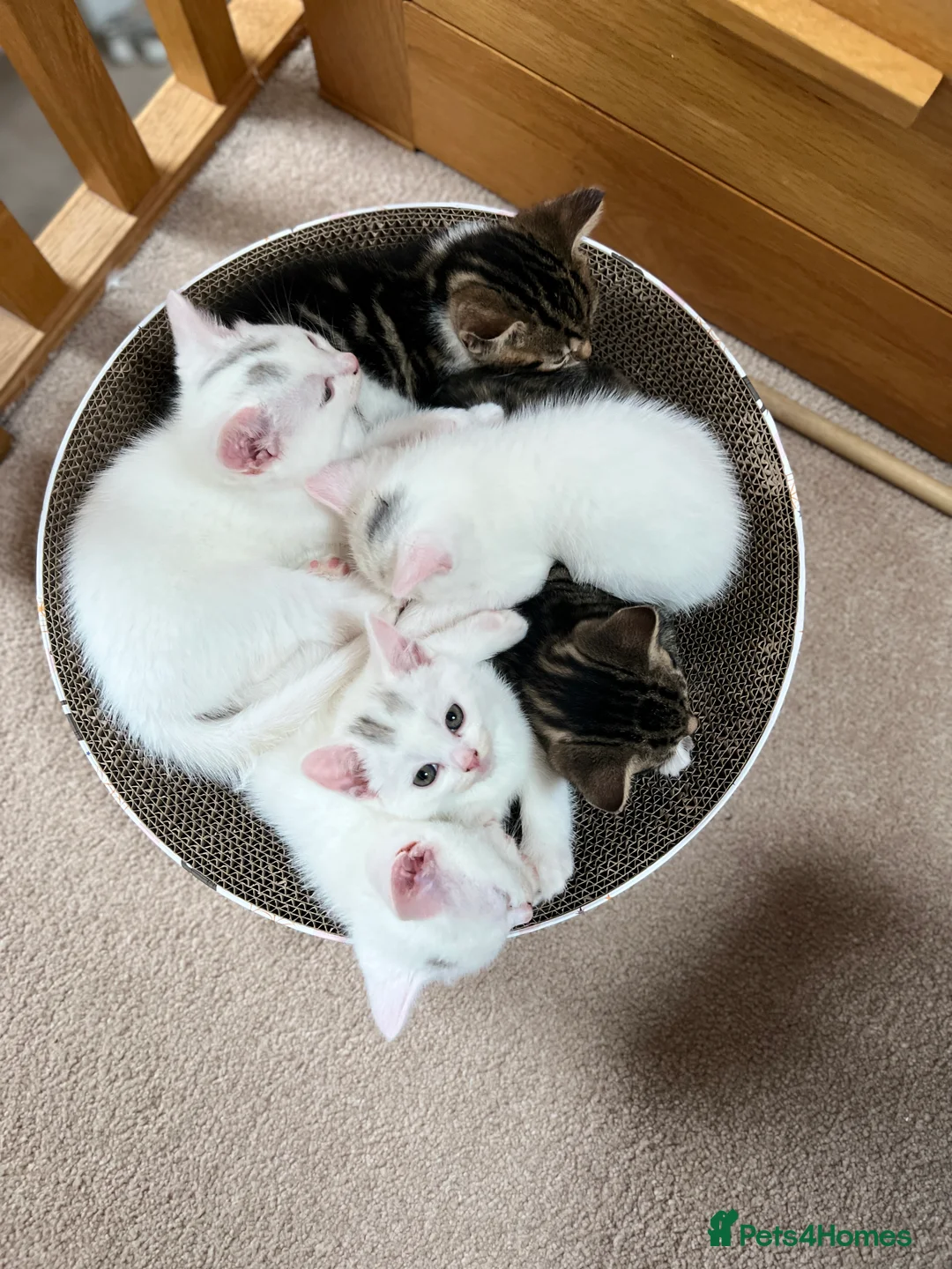 Turkish Angora cats for sale: Turkish angora kittens - Advert 3