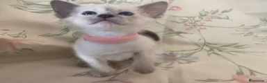 Siamese Kitten 5