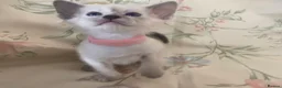 Siamese cats for sale: Full Siamese lilac/blue points kittens  - Advert 3