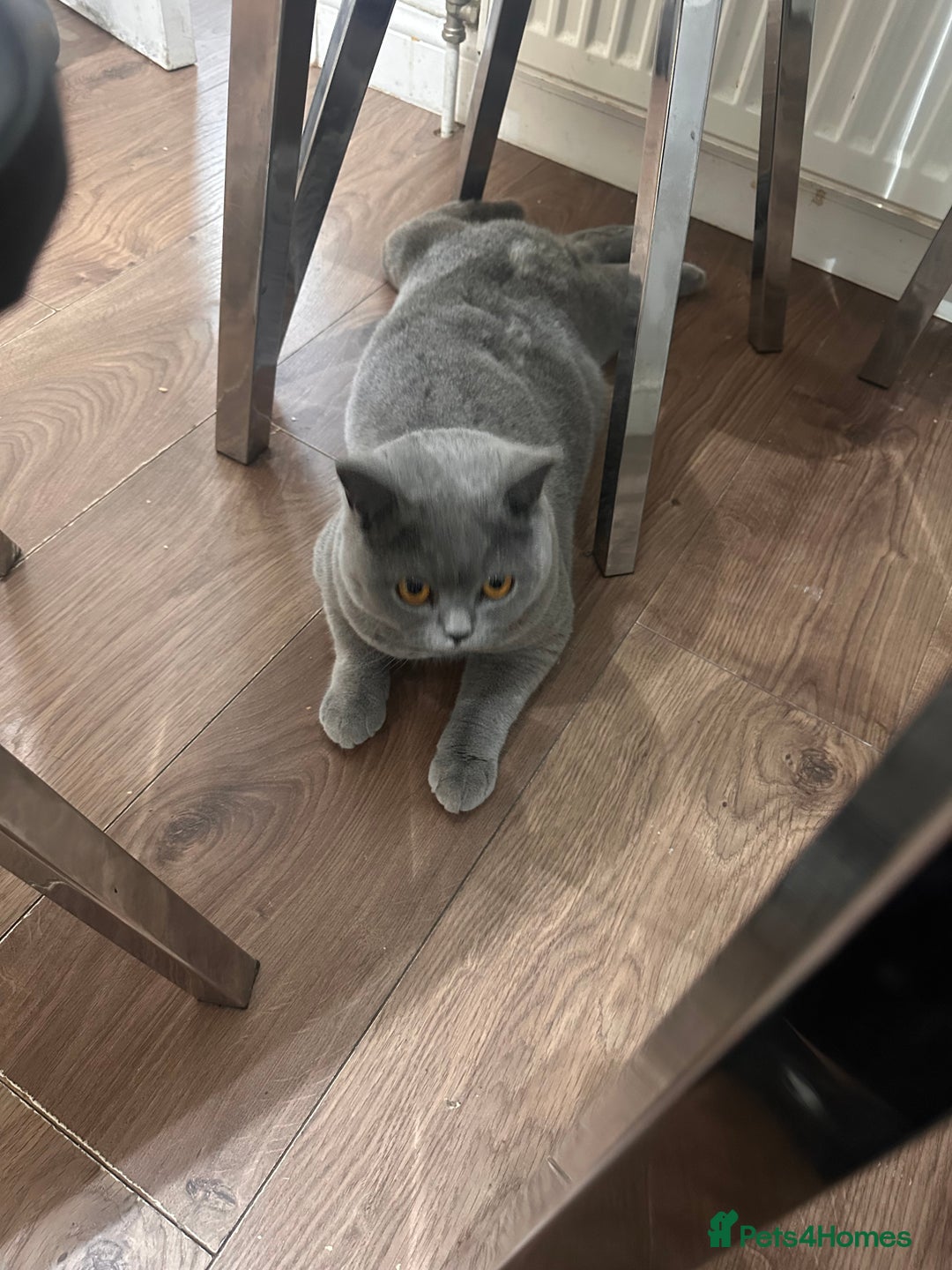 British Shorthair cats for sale: British shorthair male pedigree - Advert 3