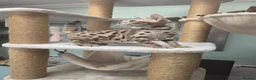 Bengal cats for sale: TICA REGISTERED BROWN ROSETTED BENGAL KITTENS  - Advert 15