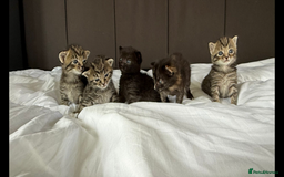 Mixed Breed cats for sale: Siberian x British Shorthair Kittens 💞 - Image 3