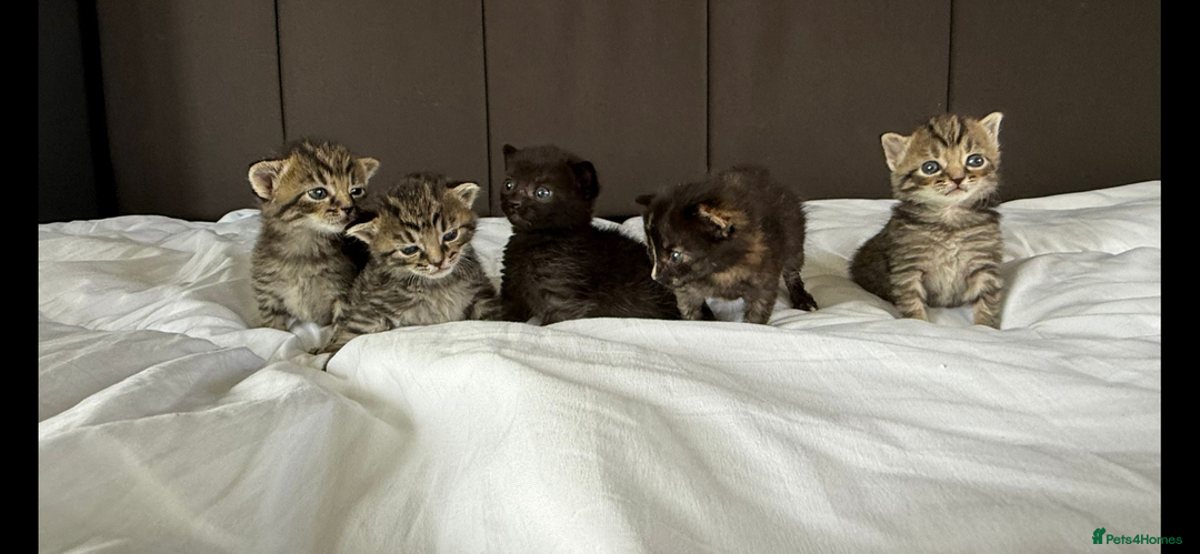 Mixed Breed cats for sale: Siberian x British Shorthair Kittens 💞 - Image 3