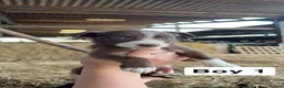 Border Collie dogs for sale: 10 working brown and white border collie pups - Advert 6