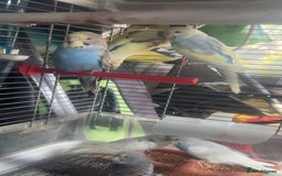 Budgerigars birds for sale: 6 baby budgies for sale  - Image 8