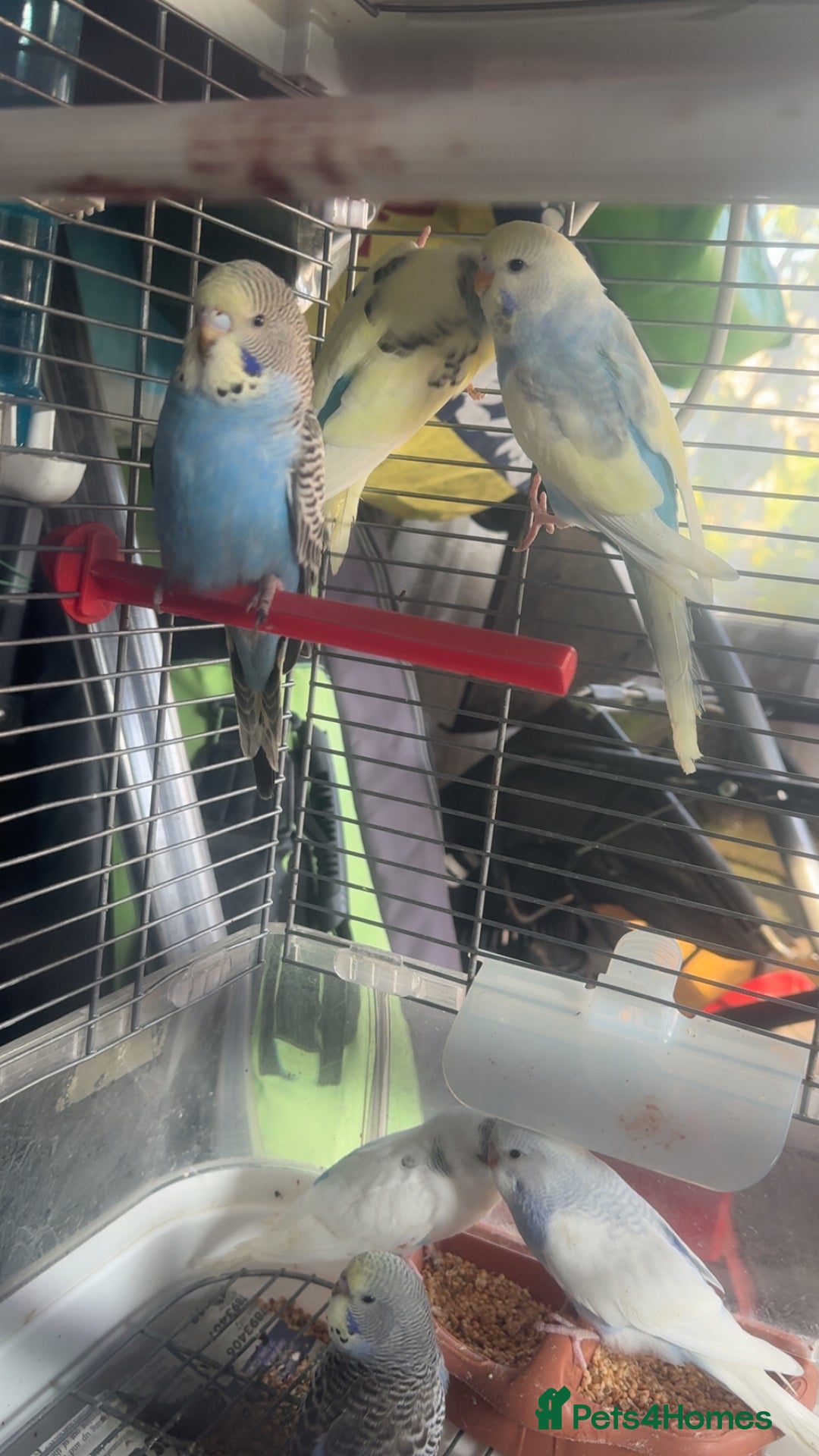 Budgerigars birds for sale: 6 baby budgies for sale  - Image 8
