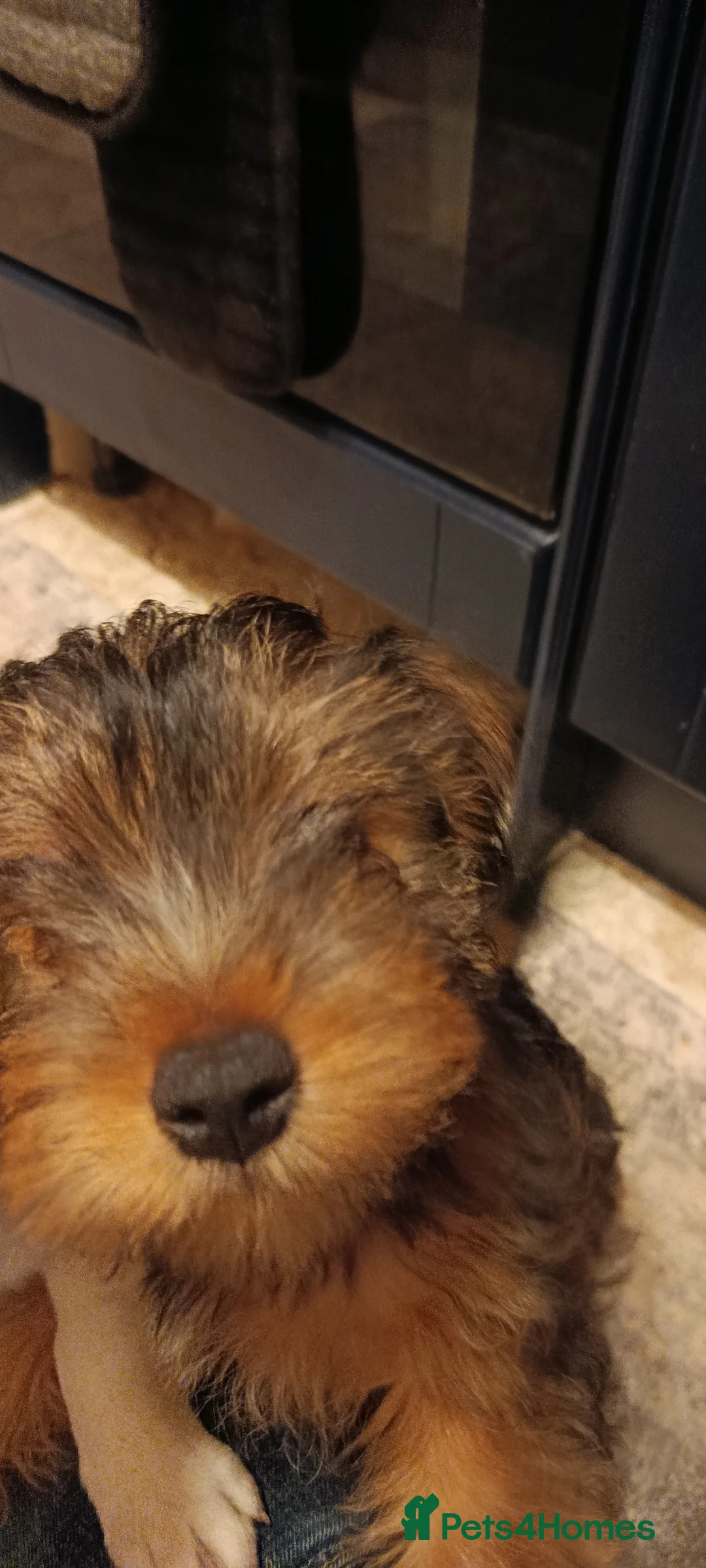 Mixed Breed dogs for sale: Healthy, Happy Puppies Available - Advert 18