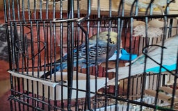 Budgerigars birds for sale: £100 for 2 birds, £50, for 1 - Image 1