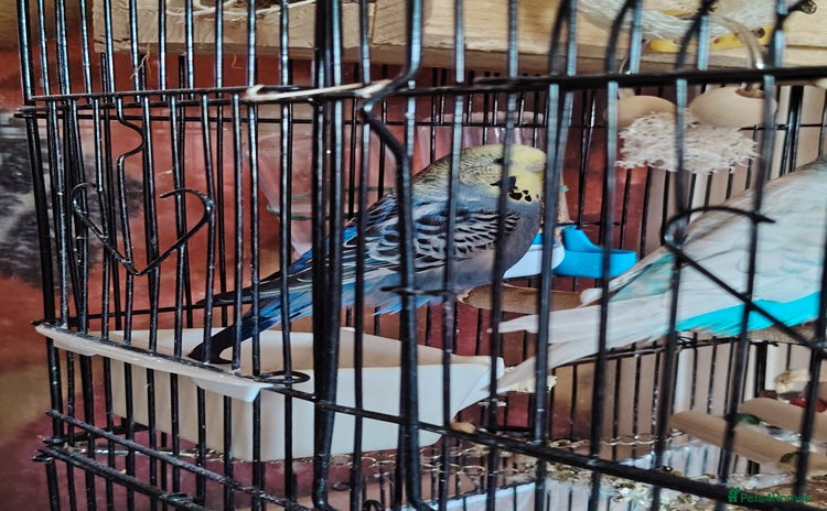Budgerigars birds - Advert 2
