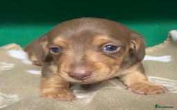 Dachshund dogs for sale: 3 beautiful/stunning dachshund puppies   - Advert 3