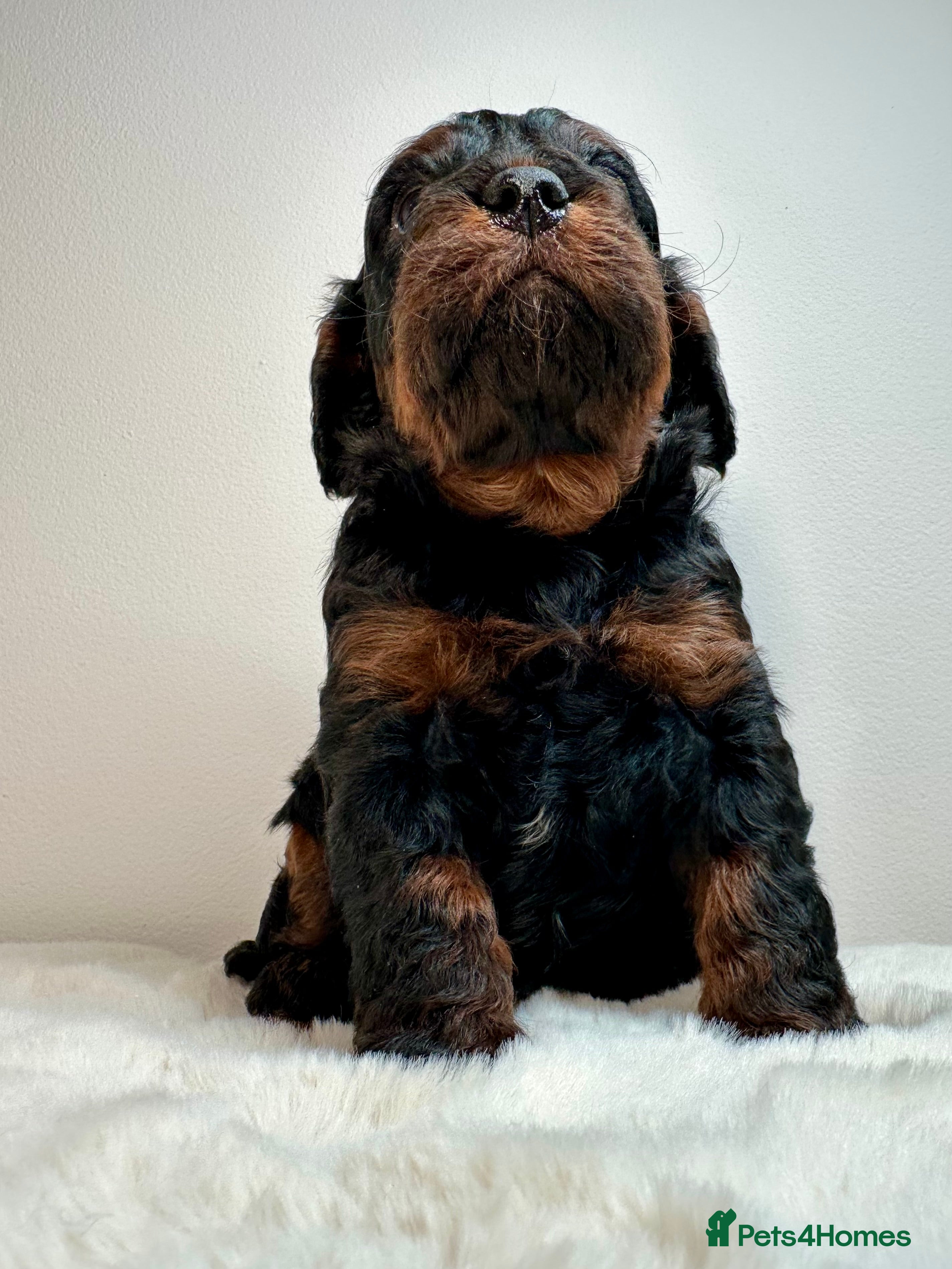 Cavapoo dogs Adorable Cavapoo puppies. Health tested Parent.  - Advert 1