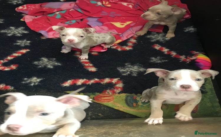 American Bully dogs - Advert 7