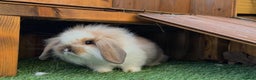 Mini Lion Lop rabbits for sale: Baby lion lops  - Advert 5