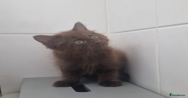 Maine Coon cats - Advert 11