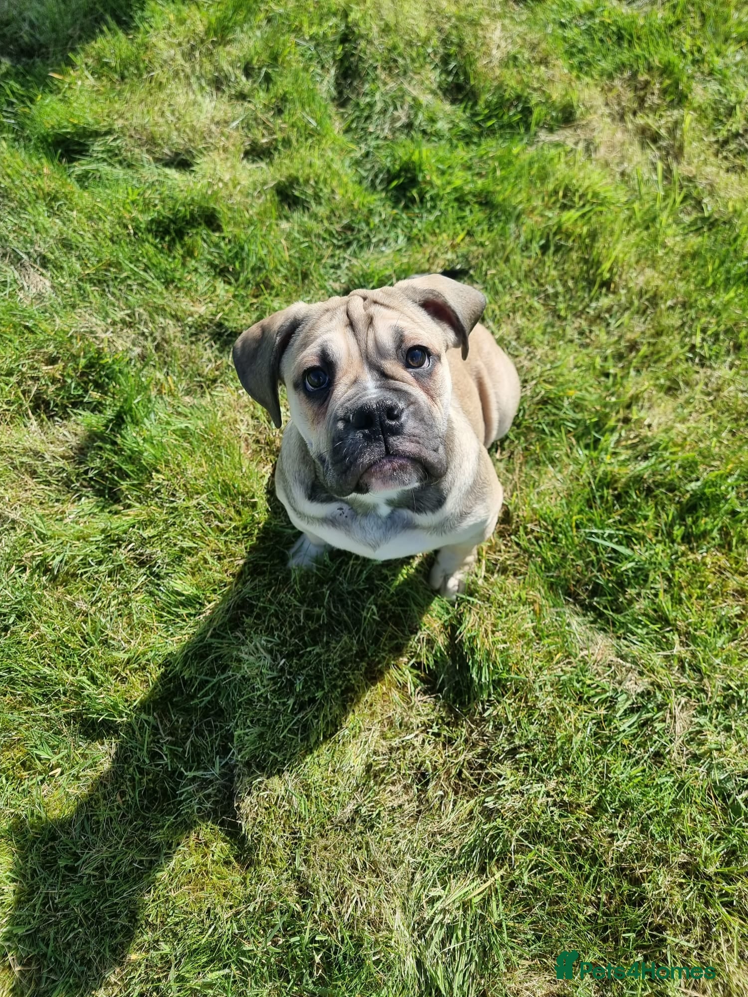 Olde English Bulldogge dogs Olde English bulldogge puppys - Advert 15
