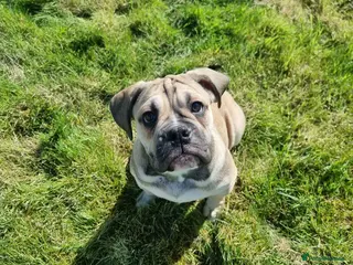 Olde English Bulldogge dogs Olde English bulldogge puppys - Advert 15