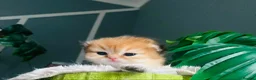 British Longhair cats for sale: 🐾🐾♥️Baby boy - golden black shaded boy🐾🐾♥️ - Advert 13