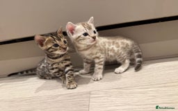 Bengal cats for sale: Bengal Kittens For Sale (4 Left) - Image 8