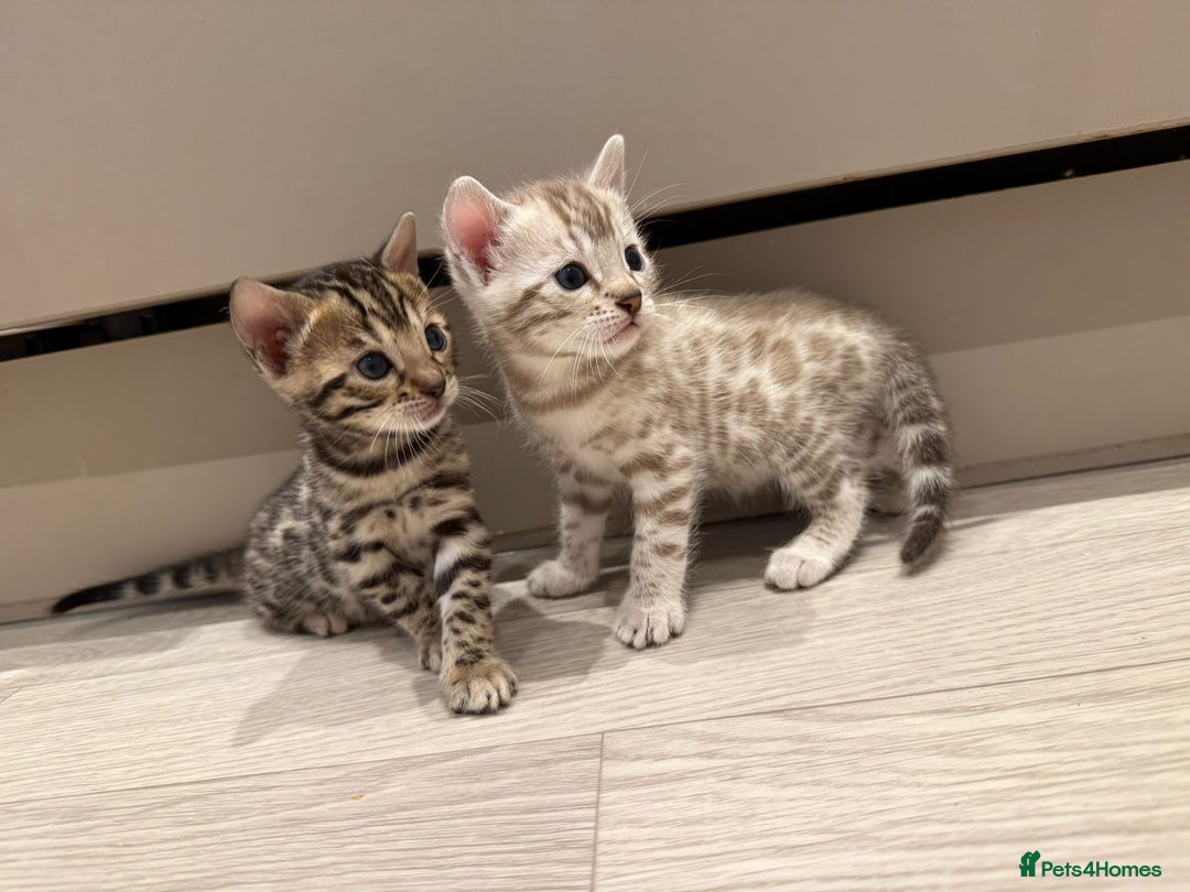 Bengal cats for sale: Bengal Kittens For Sale (4 Left) - Image 8