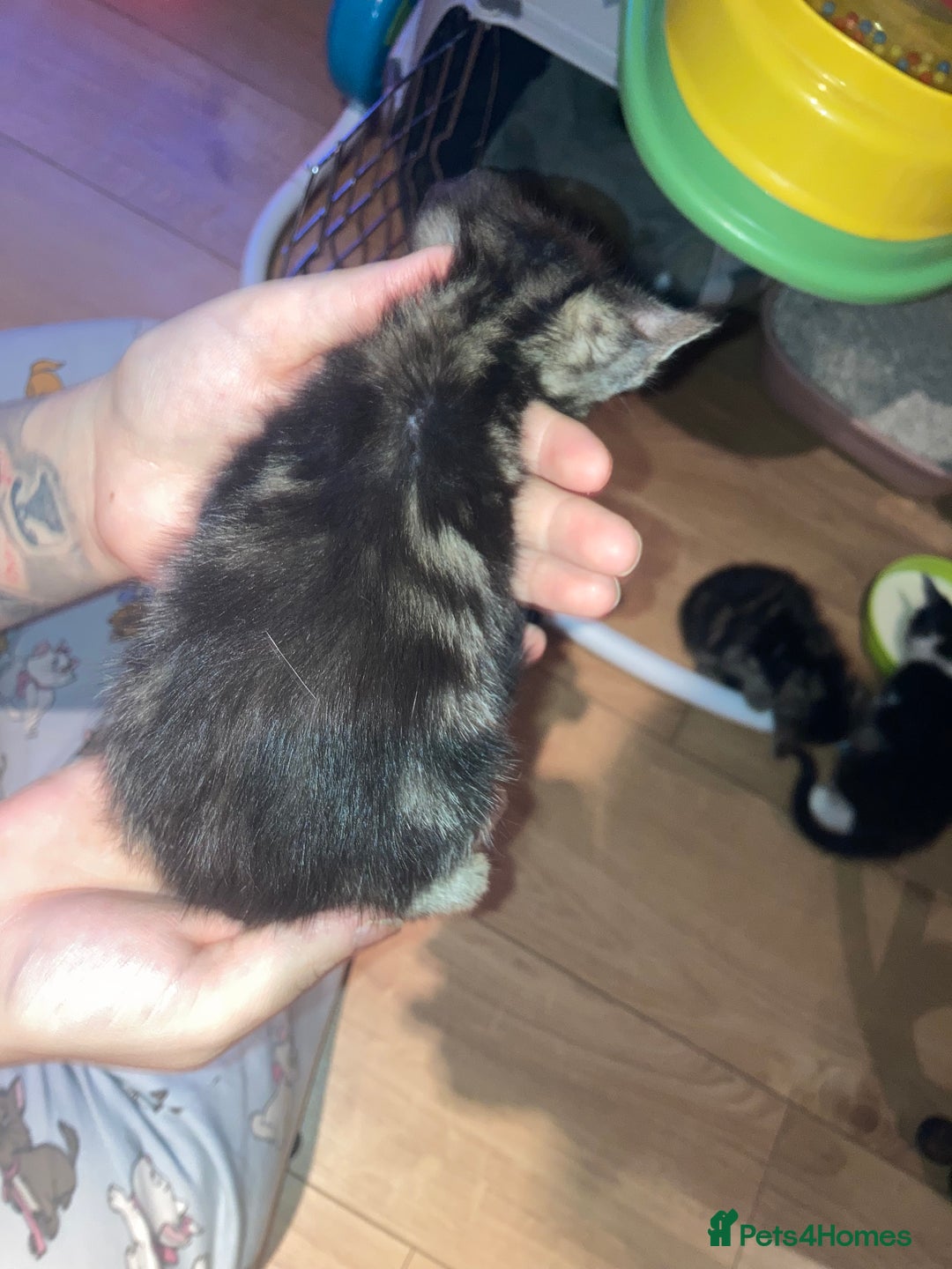 Domestic Shorthair cats for sale: mixed kittens - Image 4