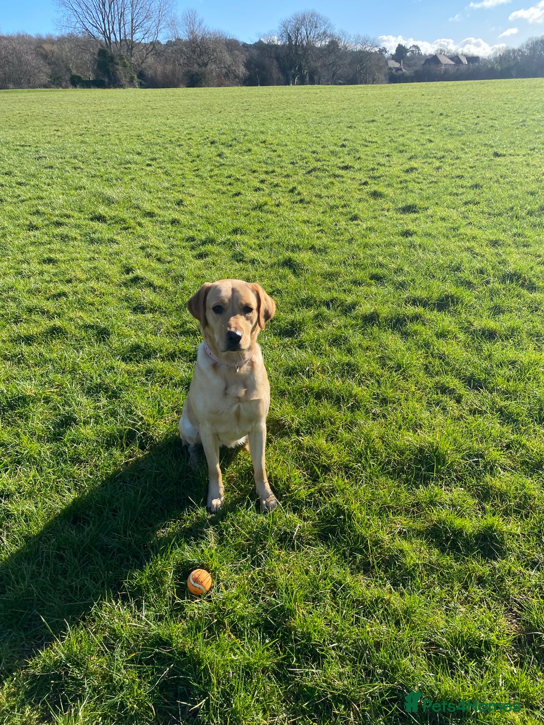 Goldador dogs for sale: Narla - 2 year old Goldador - Advert 1