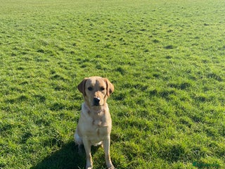 Goldador dogs Narla - 2 year old Goldador - Advert 1