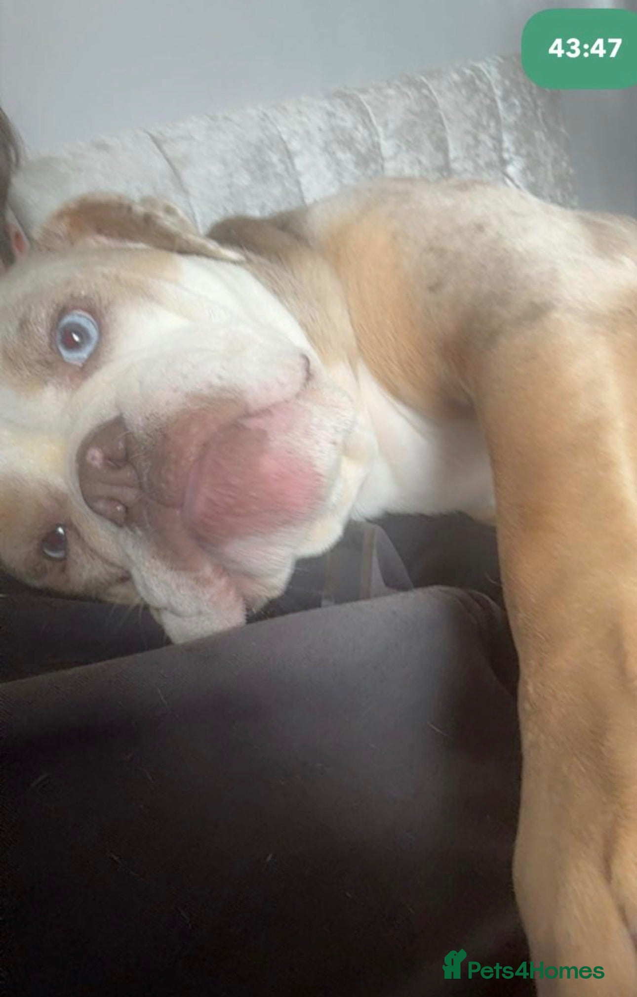 Olde English Bulldogge dogs Beautiful Lilac Tri Merle Olde English Bulldog  - Advert 4