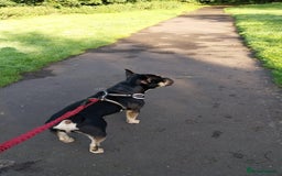 Mixed Breed dogs for sale: Frenchie cross  - Image 5