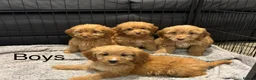 Cockapoo dogs for sale: Cockapoo Puppies Ready Now - Advert 8