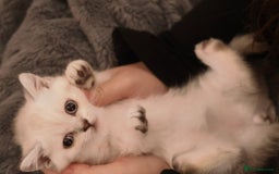 British Shorthair cats for sale: Rare Silver-Shaded British Shorthair Queen Kitten - Image 3