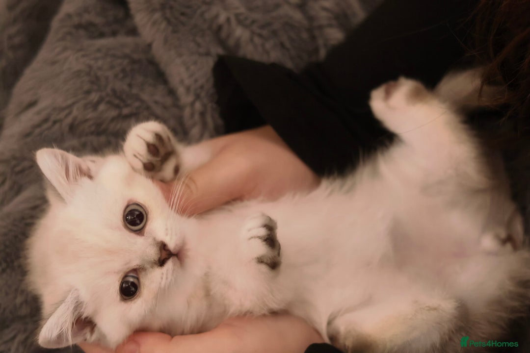 British Shorthair cats for sale: Rare Silver-Shaded British Shorthair Queen Kitten - Image 3