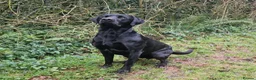 Labrador Retriever dogs for stud: KC 0/0 Hips/ Elbows, Health tested Labrador  - Advert 7