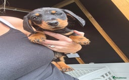 Miniature Dachshund dogs for sale: Beautiful miniature dachshund puppies - Image 30