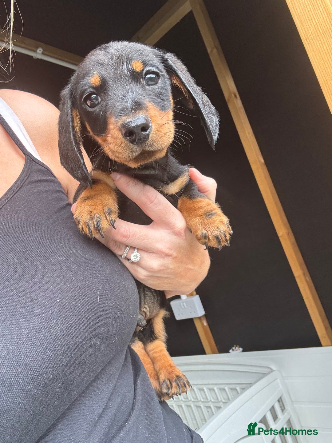 Miniature Dachshund dogs for sale: Beautiful miniature dachshund puppies - Image 30