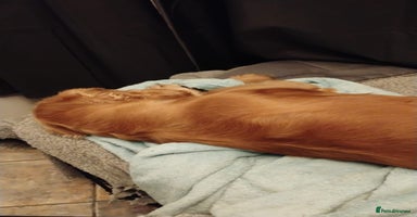 Cocker Spaniel dogs Honey - Advert 4