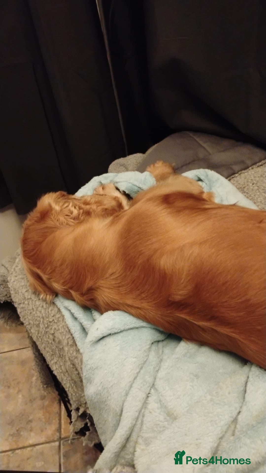 Cocker Spaniel dogs for stud: Honey - Advert 3