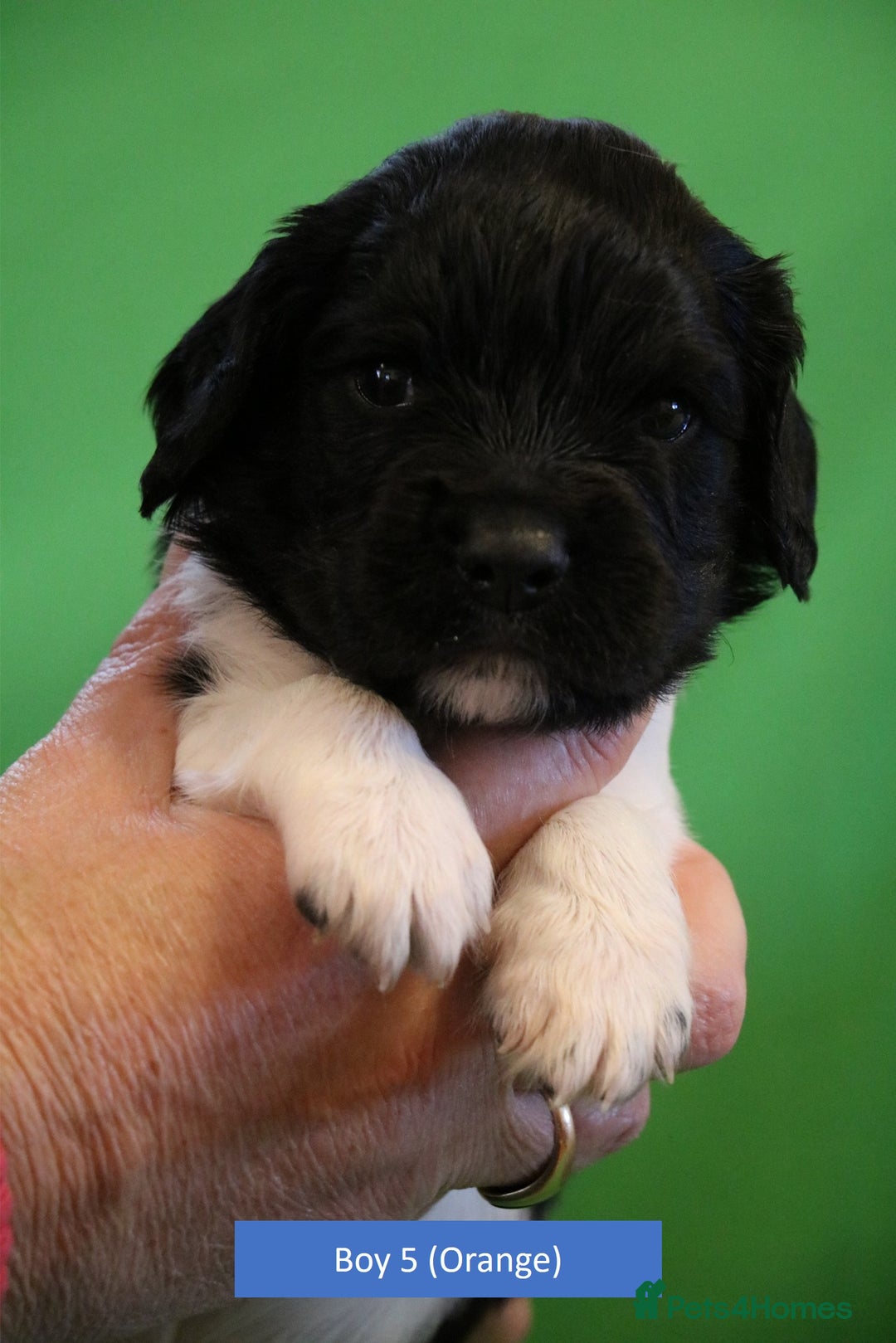 English Springer Spaniel dogs for sale: Health Tested English Springer Spaniel Puppies - Advert 7