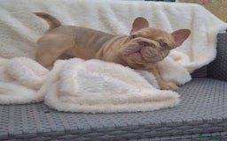 French Bulldog dogs for sale: Last Girl Left - Reduced in Slough - Image 6
