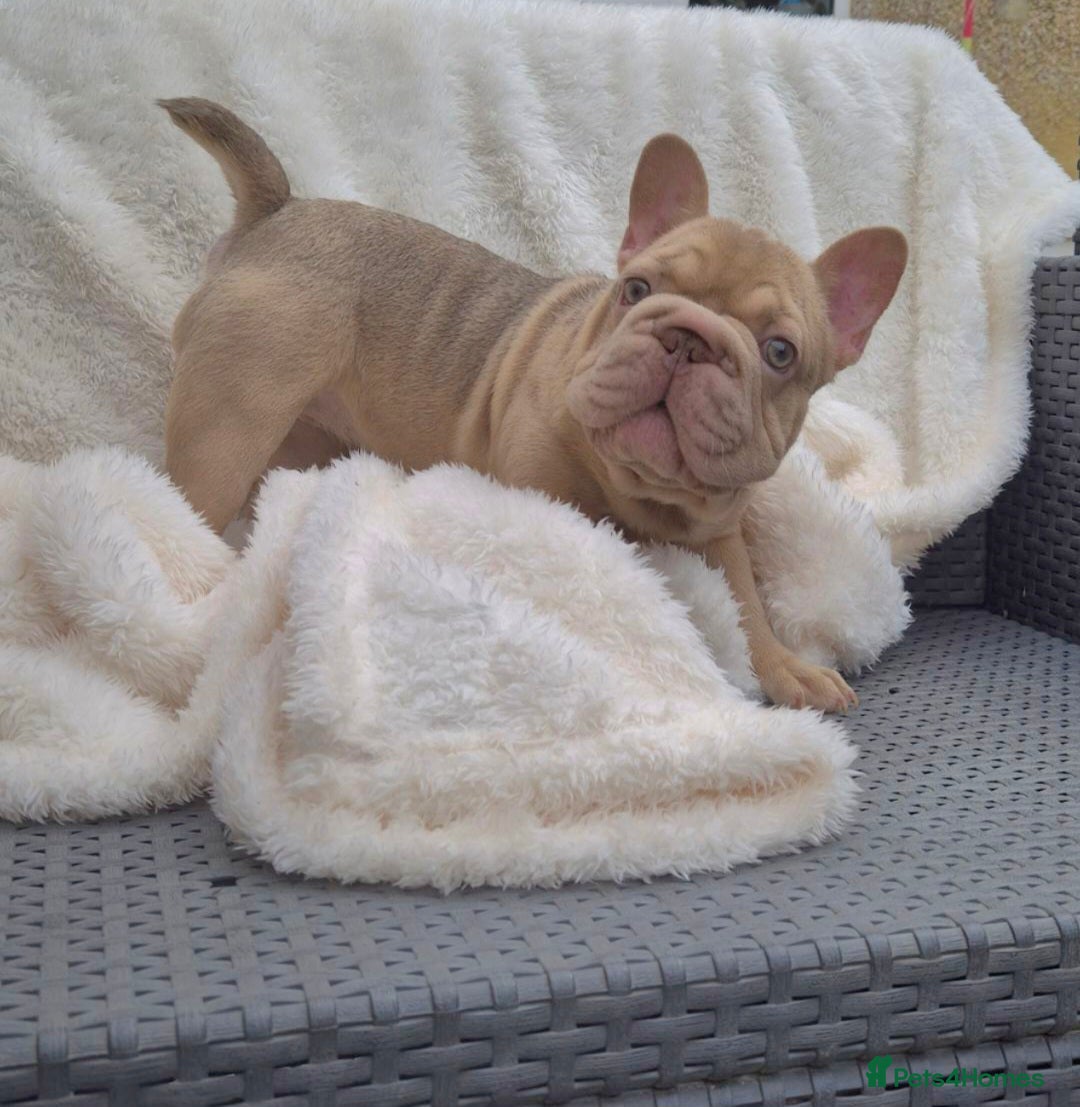French Bulldog dogs for sale: Last Girl Left - Reduced in Slough - Image 6