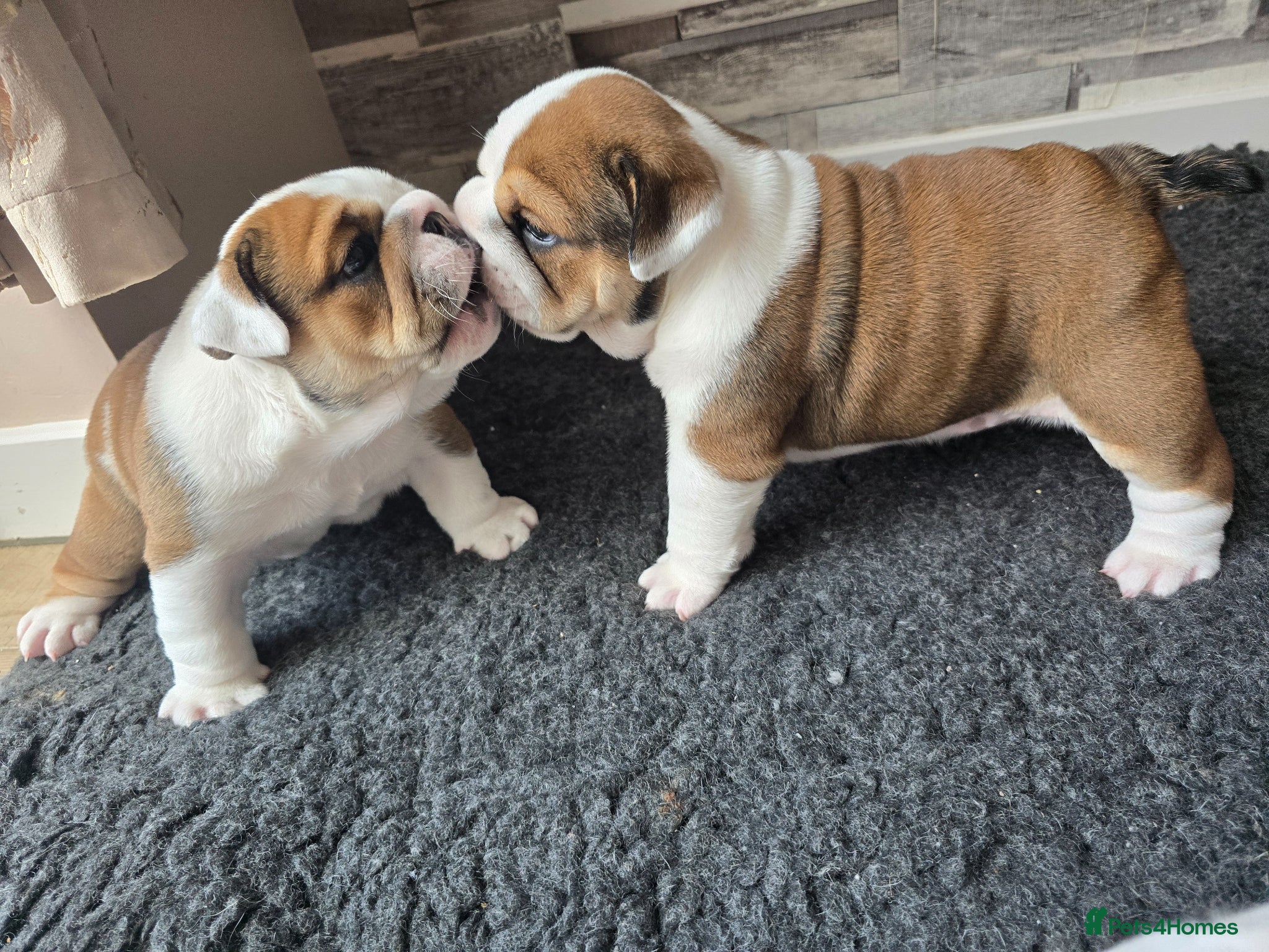 English Bulldog dogs 2🐶 🔥KC registered English bulldog puppies✨️🔥 - Advert 3