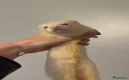 Ferret rodents for sale: Micro albino hob  - Image 1
