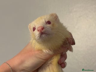 Ferret rodents - Advert 8